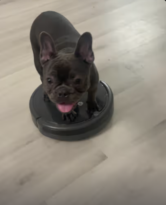 Frenchie Cruisin’ in Style !
